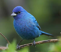 Indigo Bunting