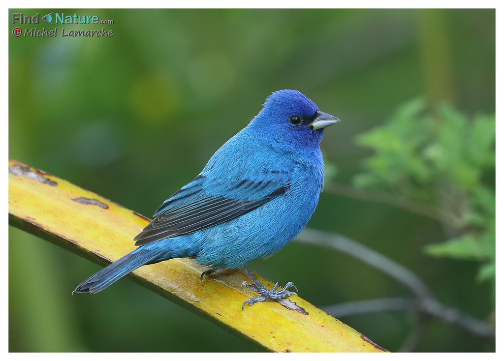 Passerin indigo mâle