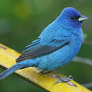 Passerin indigo
