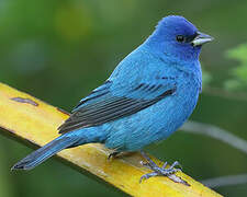 Indigo Bunting