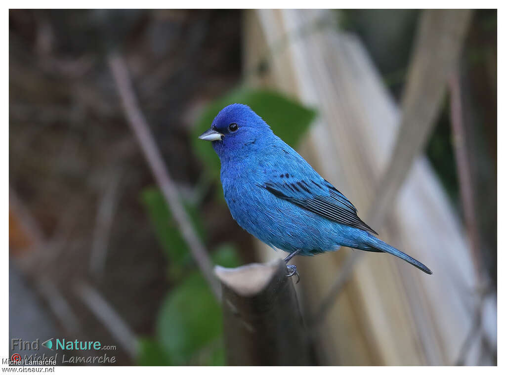 Passerin indigo mâle adulte nuptial, identification