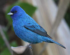 Indigo Bunting