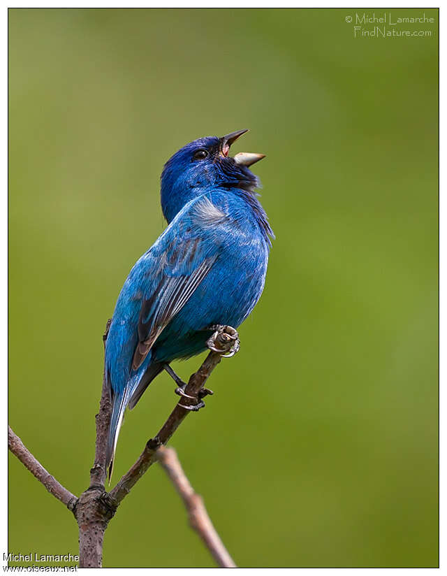 Indigo Bunting male adult breeding