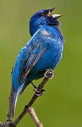 Indigo Bunting