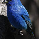 Passerin indigo