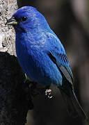 Indigo Bunting