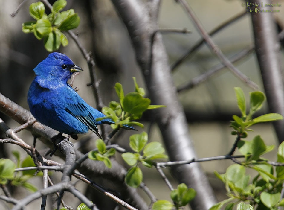 Passerin indigo mâle adulte