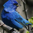 Passerin indigo
