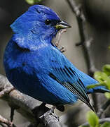 Indigo Bunting