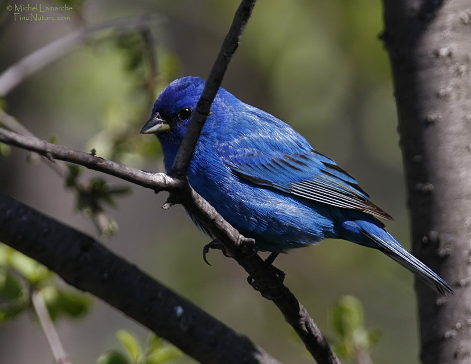 Passerin indigo mâle adulte