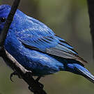 Passerin indigo