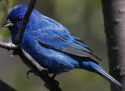 Indigo Bunting