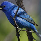 Passerin indigo