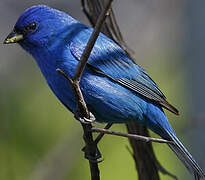 Indigo Bunting