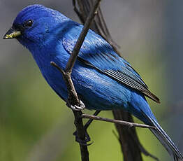 Passerin indigo