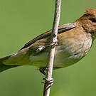 Passerin indigo