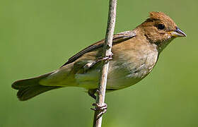 Passerin indigo