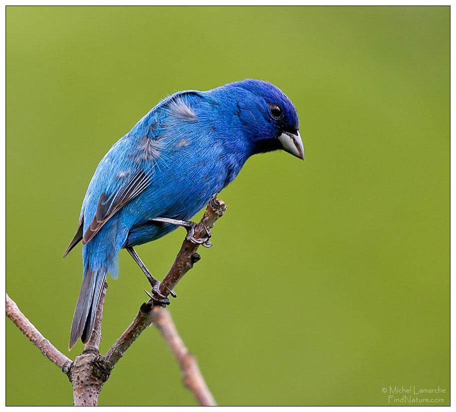 Passerin indigo mâle