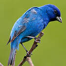 Passerin indigo
