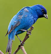 Passerin indigo