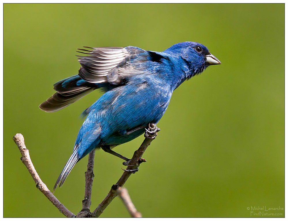 Indigo Bunting male