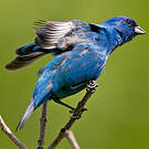 Passerin indigo