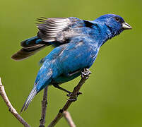 Indigo Bunting