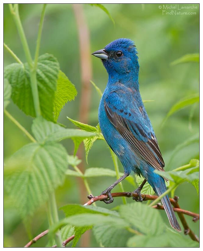 Indigo Bunting male