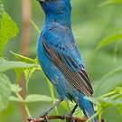 Passerin indigo