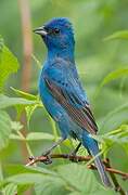 Indigo Bunting