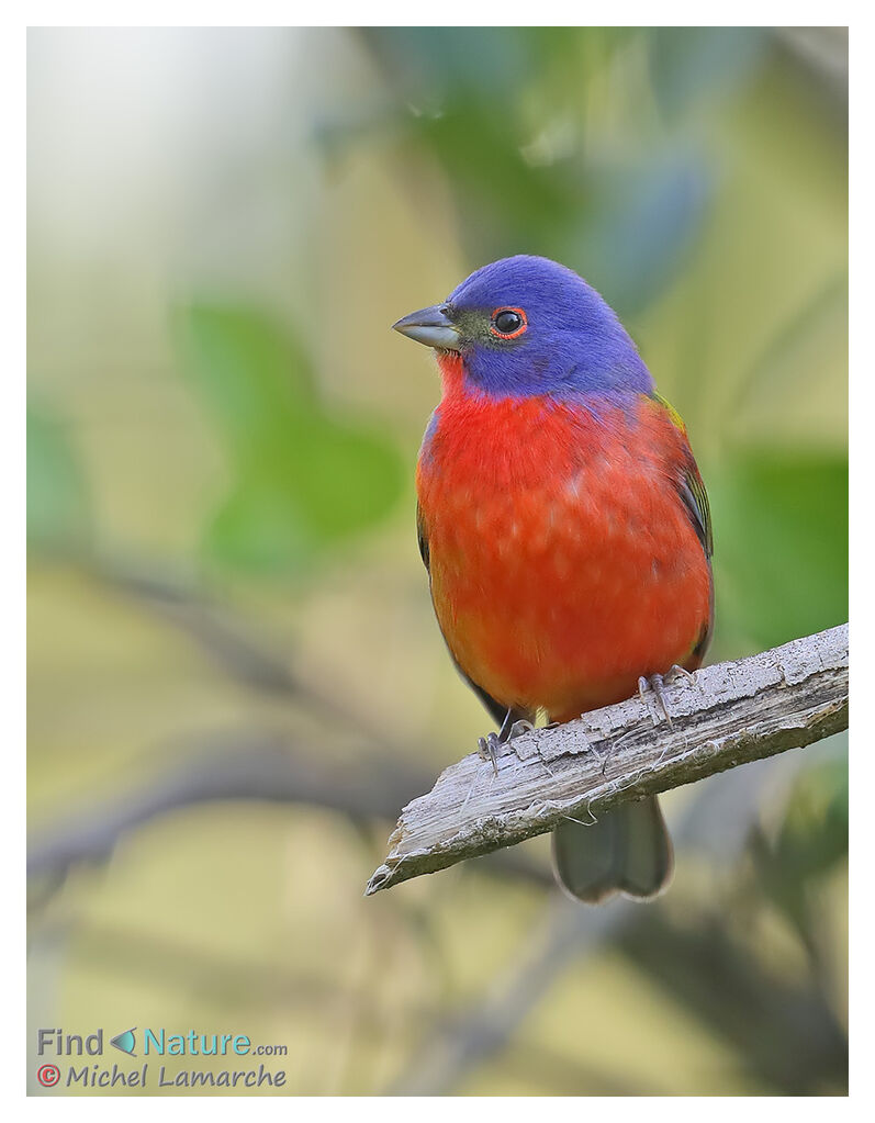 Passerin nonpareil mâle