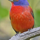 Passerin nonpareil