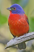 Painted Bunting