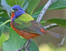 Painted Bunting