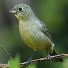 Passerin nonpareil