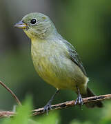 Painted Bunting