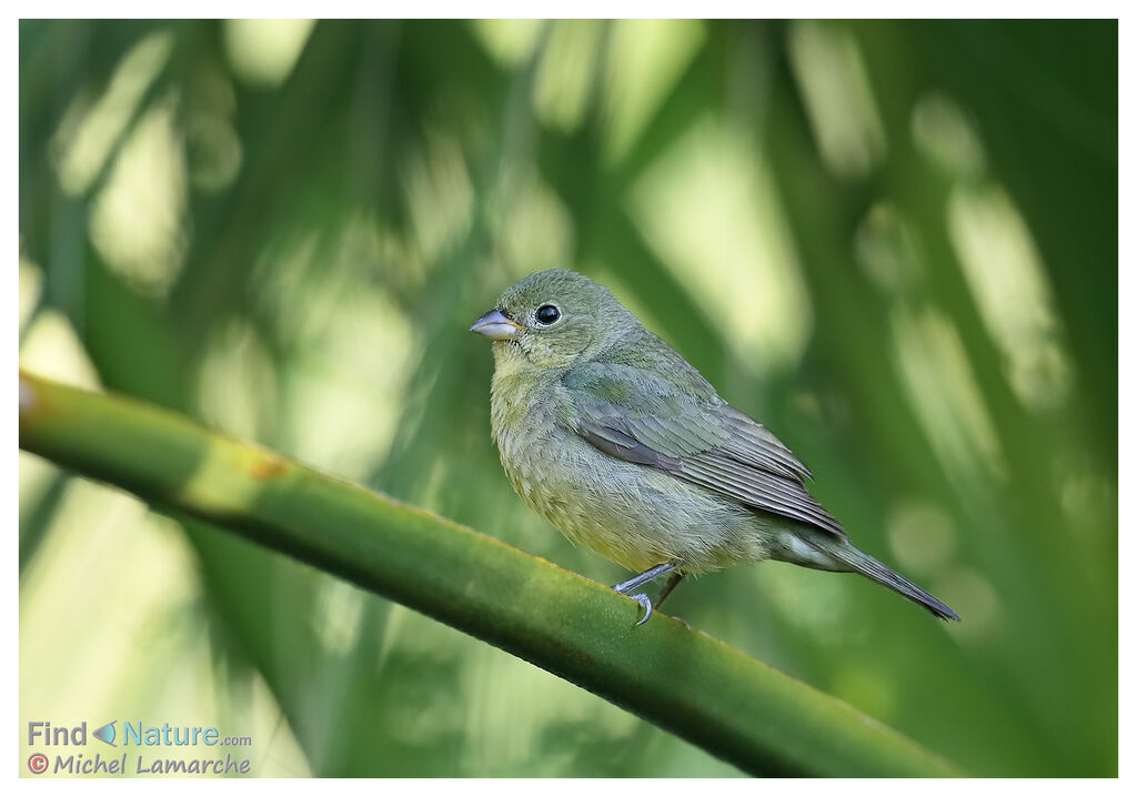 Painted Bunting female