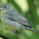 Passerin nonpareil