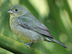 Painted Bunting