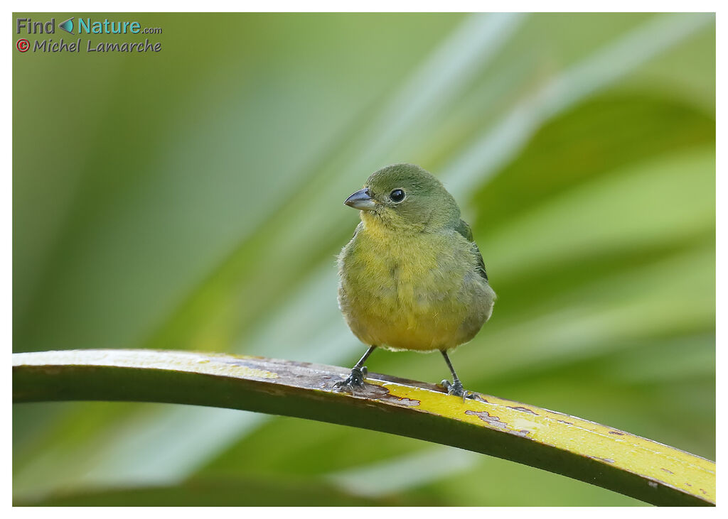 Passerin nonpareil femelle