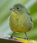 Painted Bunting