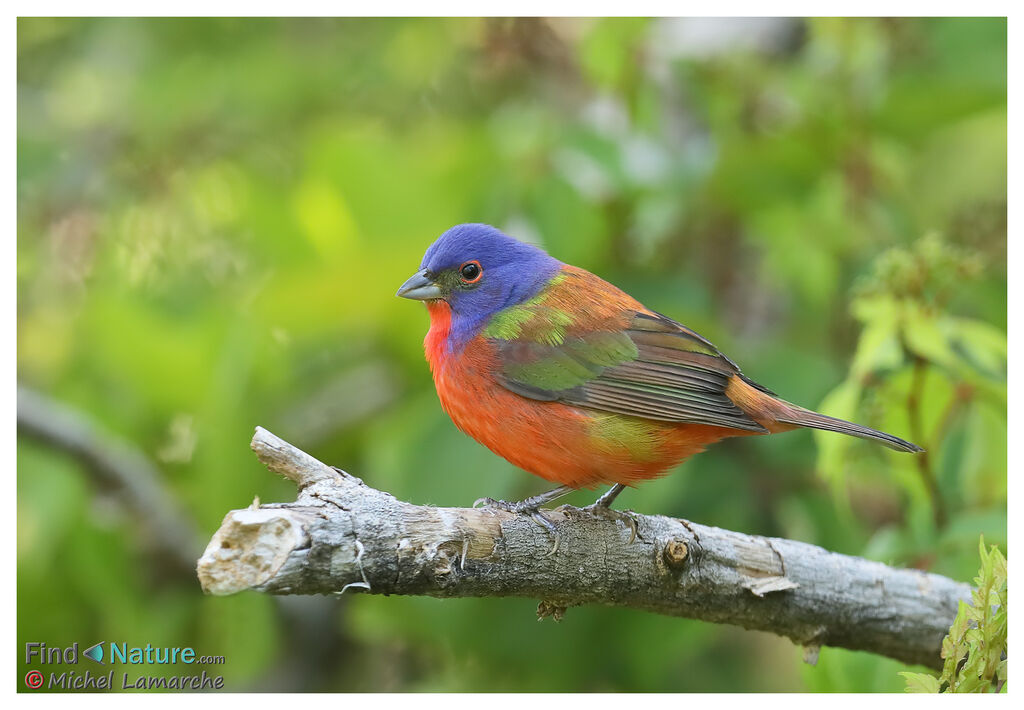 Painted Bunting male