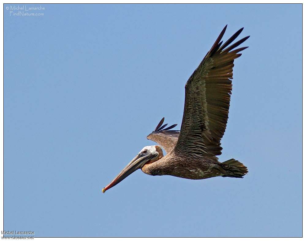 Brown Pelicanimmature, pigmentation, Flight