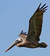 Brown Pelican