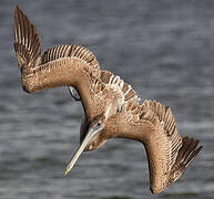 Brown Pelican