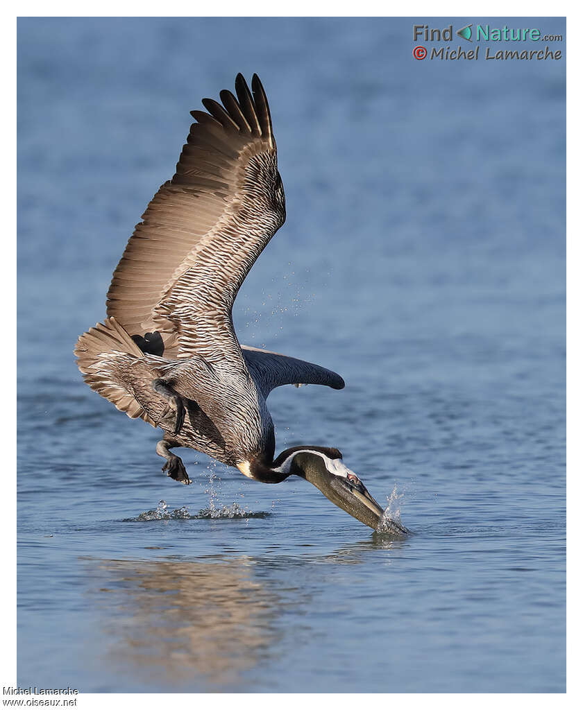 Brown Pelicanadult breeding, fishing/hunting