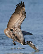 Brown Pelican