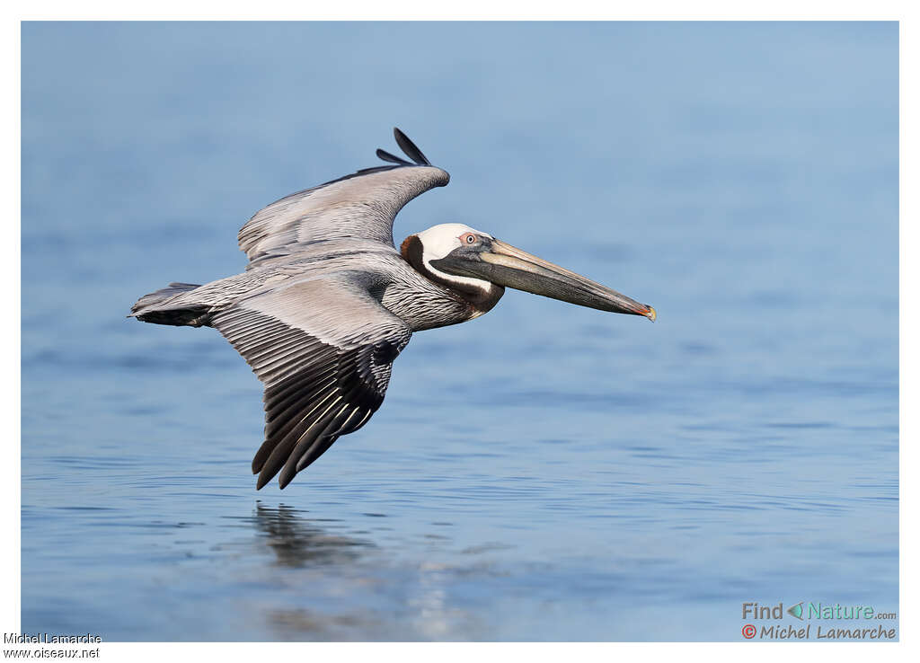 Brown Pelicanadult post breeding, pigmentation, Flight