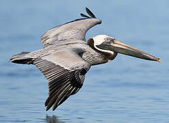 Brown Pelican