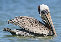 Brown Pelican